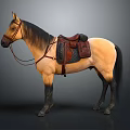 Equestrian Equipment Saddle and Bridle with Horse Riding Gear Setup