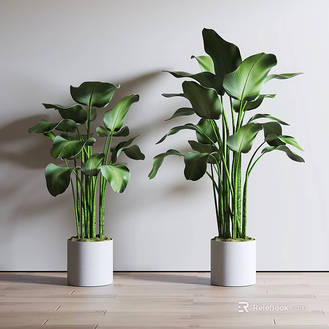 Lush Green Potted Plants With Large Leaves In White Ceramic Pots For Modern Indoor Spaces 3d model 