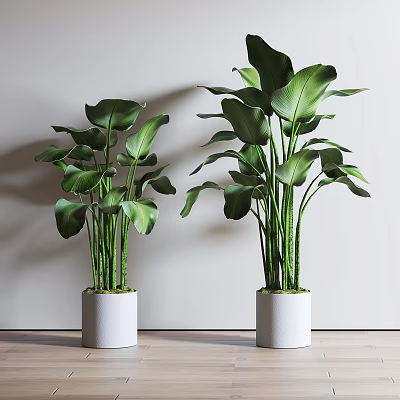 Lush Green Potted Plants With Large Leaves In White Ceramic Pots For Modern Indoor Spaces 3d model