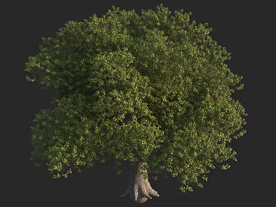 Healthy Green Shrub with Lush Foliage and Sturdy Root Base in Natural Setting 3d model
