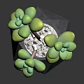 Decorative Green Clustered Succulent Plant in Modern Black Geometric Vase with Plump Leaves