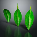 Three Vibrant Green Leaves Displayed With Reflection On Dark Background