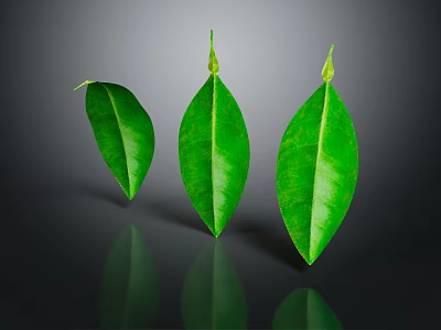 Three Vibrant Green Leaves Displayed With Reflection On Dark Background 3d model