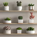Bonsai and Potted Plants Arranged on Wooden Shelves with Various Types and Different Pots