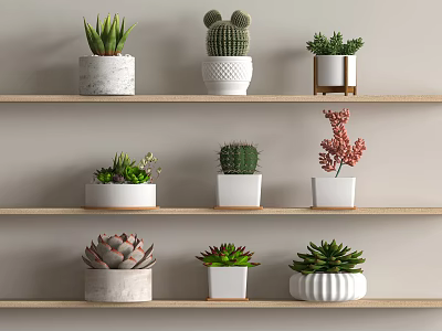 Bonsai and Potted Plants Arranged on Wooden Shelves with Various Types and Different Pots 3d model