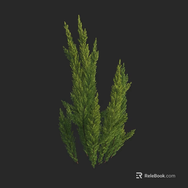 Green Evergreen Shrub with Slender Branches and Natural Growth Form 3d model 