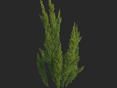 Green Evergreen Shrub with Slender Branches and Natural Growth Form 3d model