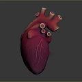 Realistic 3D Rendered Human Heart Organ with Detailed Blood Vessels on Dark Background