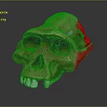 High Quality Anatomical Skull Model Medical Device For Educational Training Use 3d model