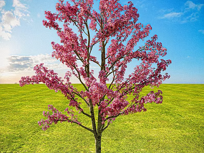 Beautiful Pink Blossom Tree In Green Meadow With Blue Sky And Sunlight 3d model