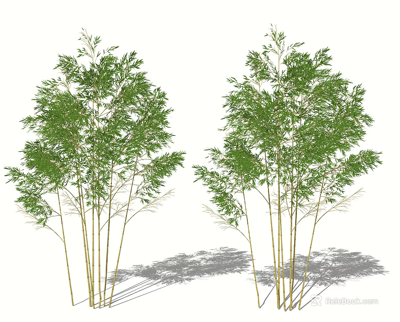 Bamboo Plants with Green Leaves and Tall Stems in Natural Setting with Shadows 3d model 
