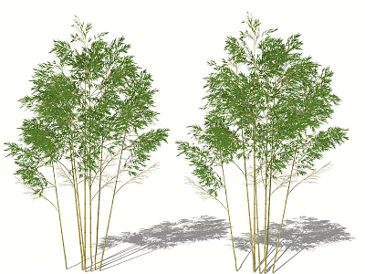 Bamboo Plants with Green Leaves and Tall Stems in Natural Setting with Shadows 3d model