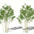 Bamboo Plants with Green Leaves and Tall Stems in Natural Setting with Shadows