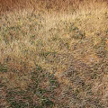 Decorative Garden Grass Area With Dry Yellow Grass And Green Accents