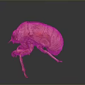Realistic Brown Beetle With Detailed Exoskeleton In Crawling Position On Gray Gradient Background 3d model