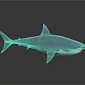 Lifelike Blue And White Shark 3D Model On Gray Background With Reflection 3d model