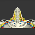 Human Limb Organ Anatomy Model Displaying Spine Nerves And Pelvis Bone Structure