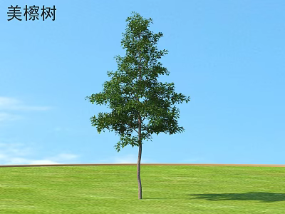 Tall Sassafras Tree With Green Foliage Standing On Green Grassland Under Blue Sky 3d model