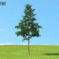 Tall Sassafras Tree With Green Foliage Standing On Green Grassland Under Blue Sky