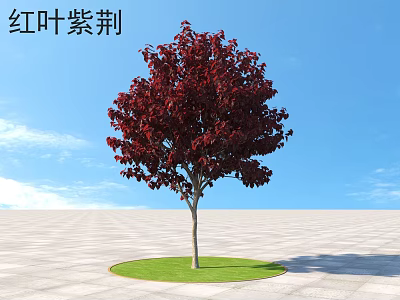 Red Leaf Bauhinia Tree with Vibrant Red Foliage on Circular Green Lawn Under Blue Sky 3d model