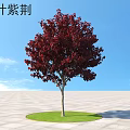 Red Leaf Bauhinia Tree with Vibrant Red Foliage on Circular Green Lawn Under Blue Sky