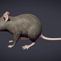 Realistic 3D Gray Rat Model With Pink Ears Long Whiskers And Pink Tail