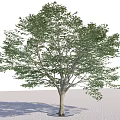 Green Leafy Arbor with Light Trunk Round Base and Shadow on Sandy Ground 3d model