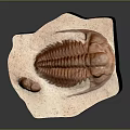 Ancient Trilobite Fossil Embedded in Rock Showing Preserved Exoskeleton Details