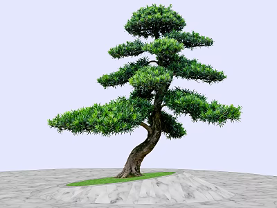 Unique Tree With Curved Trunk Lush Foliage On Green Grass Gray Stone Pavement 3d model