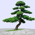 Unique Tree With Curved Trunk Lush Foliage On Green Grass Gray Stone Pavement