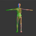 Human Anatomy 3D Model Showing Muscular Skeletal And Internal Organs Structure 3d model