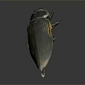 Green And Yellow Metallic Beetle With Textured Exoskeleton On Gray Background