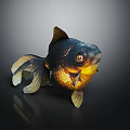 Black and Gold Goldfish With Large Eyes And Flowing Fins On Dark Background With Reflection