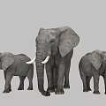 Three African Elephants Adult And Young With White Tusks On Gray Background