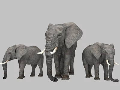 Three African Elephants Adult And Young With White Tusks On Gray Background 3d model