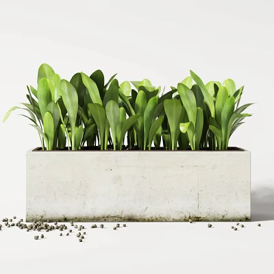 Lush Green Potted Plants In Rectangular Concrete Planter With Small Pebbles 3d model