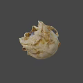 Detailed Animal Skull Anatomical Structure With Natural Bone Texture And Features 3d model