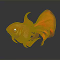 Vibrant Orange Goldfish With Flowing Fins And Tail Showing Reflection In Dark Water