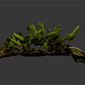 Wooden Stone Decorative Display with Green Ferns and Fallen Leaves in Natural Style