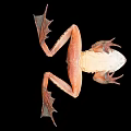 Close Up Of Brown Spotted Frog With Webbed Feet On Black Background