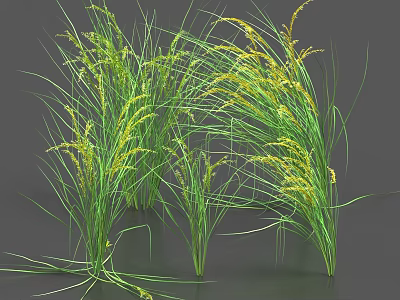 Healthy Crop With Green Leaves And Yellow Spikes In Growth Condition 3d model