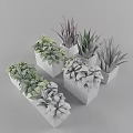 Stylish Garden Decor With White Planters And Various Green Purple Leaf Plants