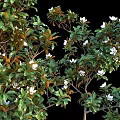 Lush Arbor Trees With Green Leaves White Flowers And Slender Trunks