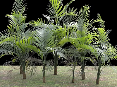 Lush Green Palm Trees With Long Fronds Growing On Grass Field 3d model