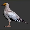 White Bird With Yellow Head And Black Wings Standing On Gray Background
