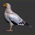 bird bird bird bird game animal cartoon animal animal realistic animal 3d model