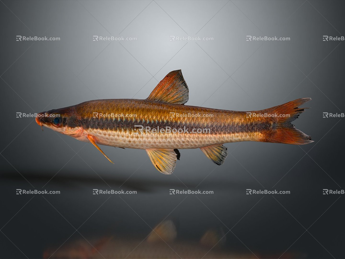 Catfish Carp Sturgeon Bass Freshwater Fish Various Carp Grass Carp Crucian Carp 3d model