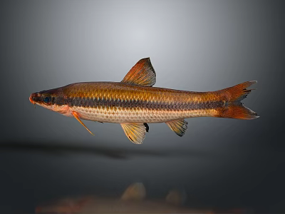 Catfish Carp Sturgeon Bass Freshwater Fish Various Carp Grass Carp Crucian Carp 3d model