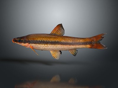 Catfish Carp Sturgeon Bass Freshwater Fish Various Carp Grass Carp Crucian Carp 3d model