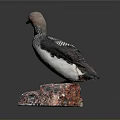 Reddish Brown Headed Bird With Black And White Striped Body Perched On Red Gray Rock